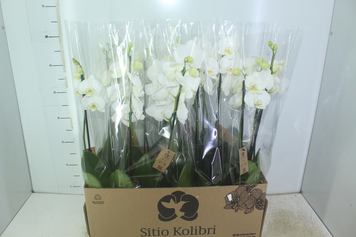 <h4>PHALAENOPSIS P12 BRANCO 2 HT</h4>