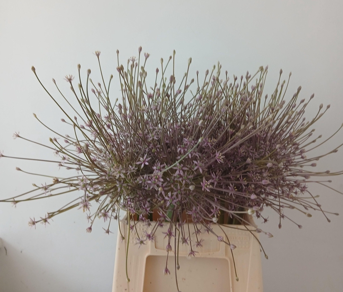 <h4>ALLIUM SCHUBERTII</h4>