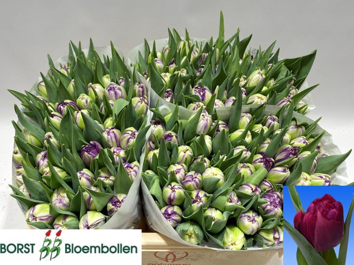 <h4>TU DU PYTHON</h4>