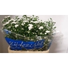 Aster Cassy