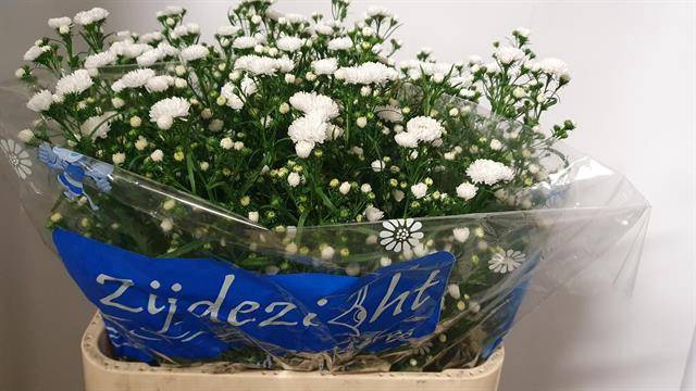 Aster Cassy