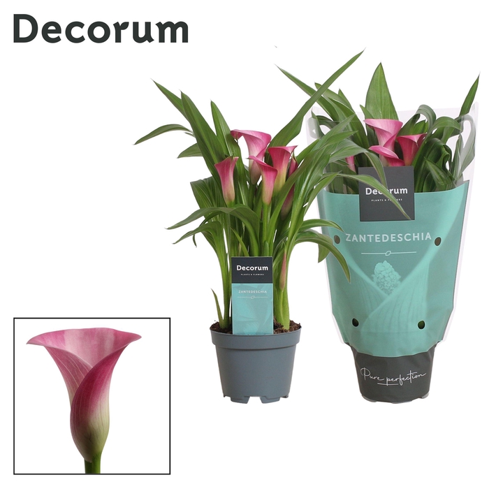 <h4>Zantedeschia (Calla) Roze (Decorum)</h4>