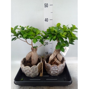 Ficus microcarpa 'Ginseng'
