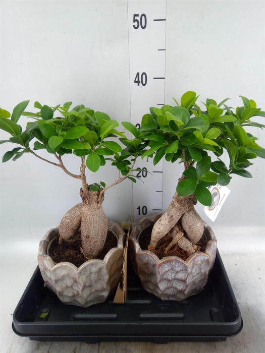 <h4>Ficus microcarpa 'Ginseng'</h4>