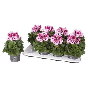 Pelargonium Pelargonium Grandifloru