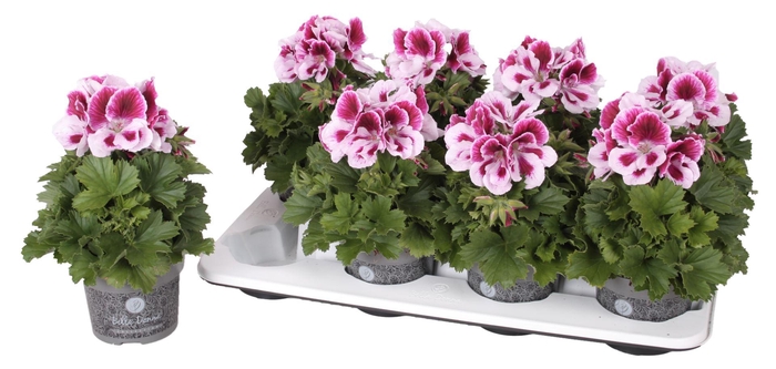 <h4>Pelargonium Pelargonium Grandifloru</h4>