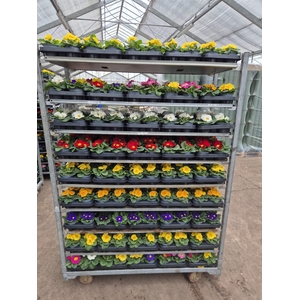 PRIM AC PARADISO GEM