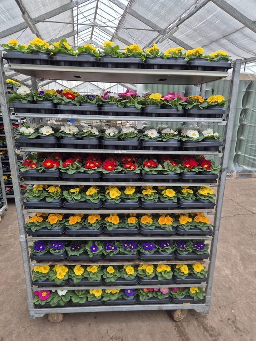 <h4>PRIM AC PARADISO GEM</h4>