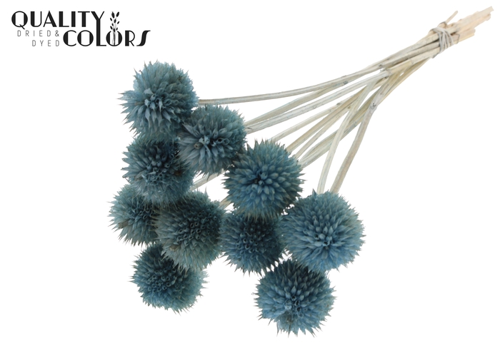 Lions Tail 10pc/bunch Light Blue