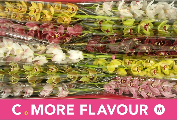 <h4>CYMB MI GEM</h4>