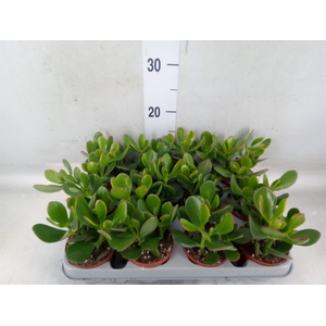 Crassula ovata 'Sunset'