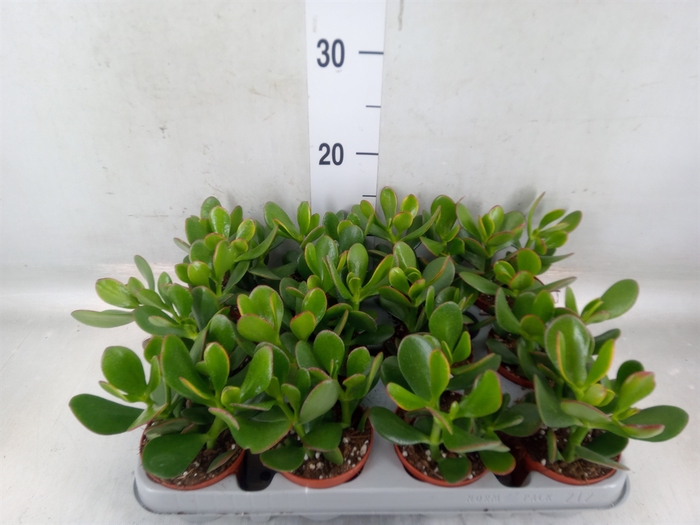 <h4>Crassula ovata 'Sunset'</h4>