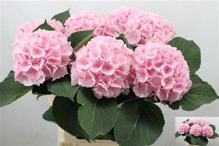 <h4>Hydr M Ch Verena Roze 65cm</h4>