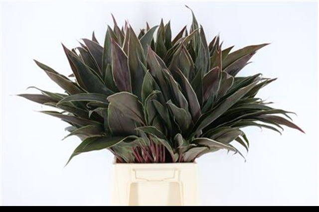 <h4>DECOGROEN GROOT BLAD</h4>