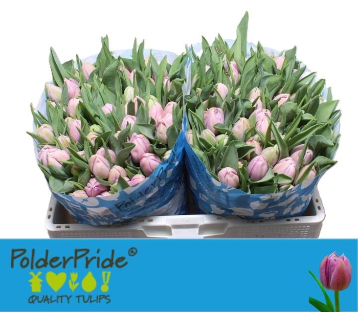 <h4>TU DU KATINKA</h4>