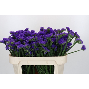 Limonium sinuatum Martin Blue