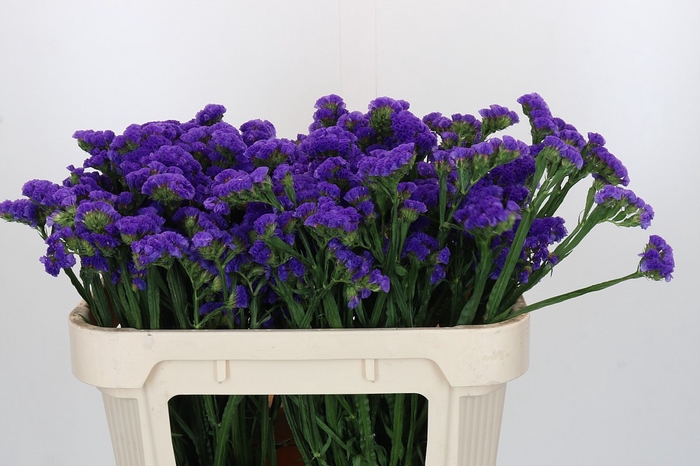 <h4>Limonium sinuatum Martin Blue</h4>