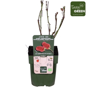 Rubus Tayberry Bio P13