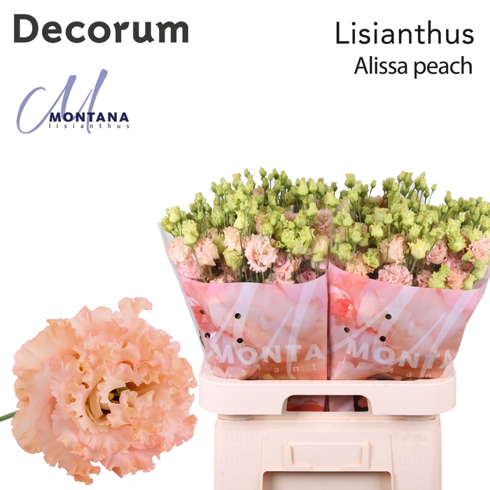 Lisianthus Alissa peach 70cm