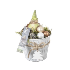 PTACH8245 Arrangement Amaryllis Kerst in zink pot