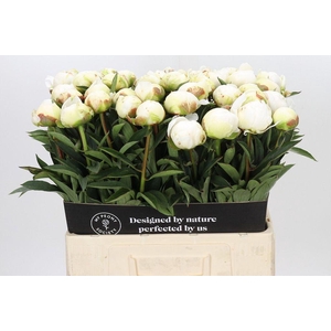 Paeonia claude tain
