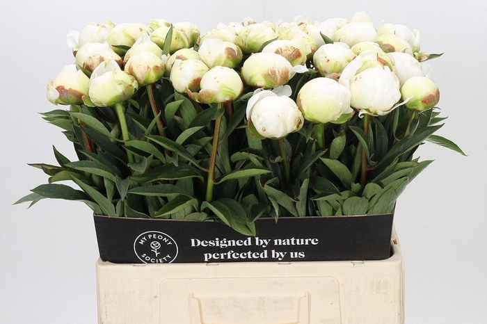 <h4>Paeonia claude tain</h4>