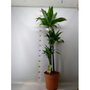 Dracaena frag. 'Janet Craig'