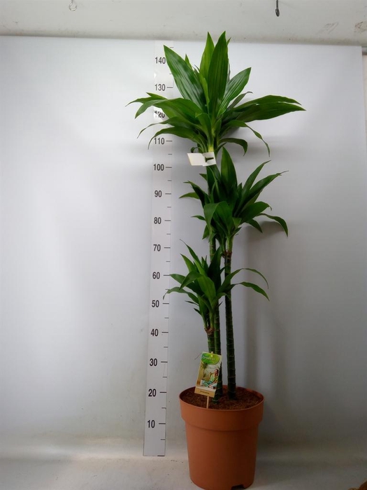 <h4>Dracaena frag. 'Janet Craig'</h4>
