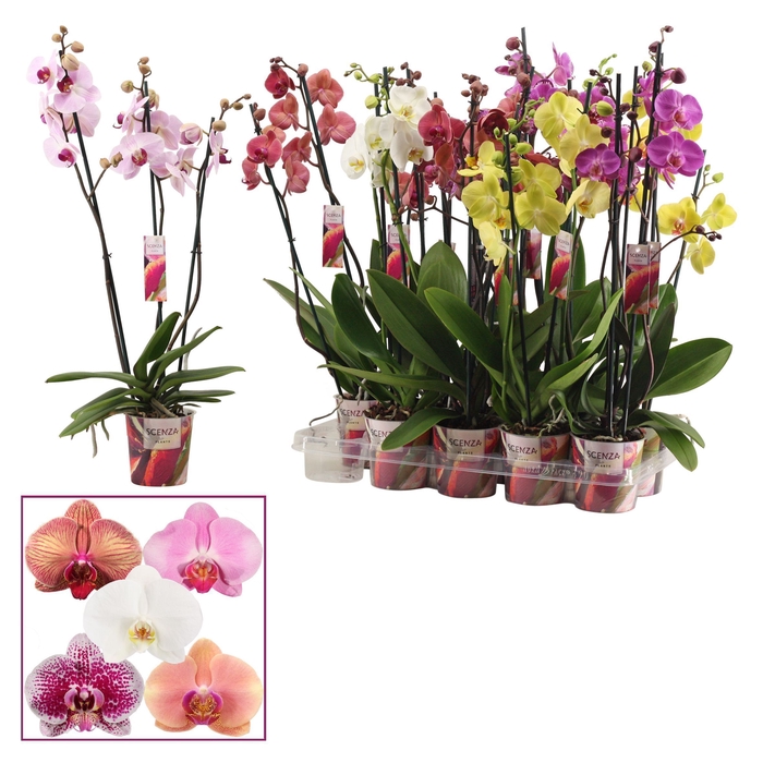 <h4>Phalaenopsis 3 tak mix (Scenza)</h4>