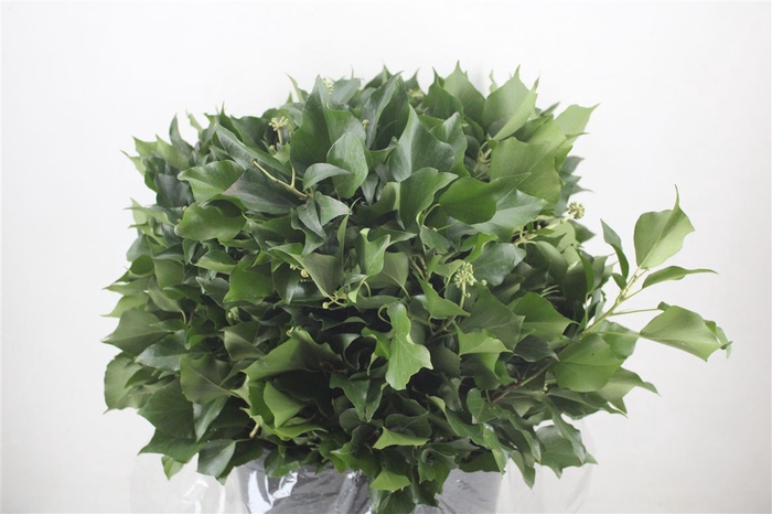 <h4>Hedera Leaves 400gr P Bunch</h4>