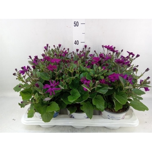 Pericallis cr. 'Mandala Magenta'