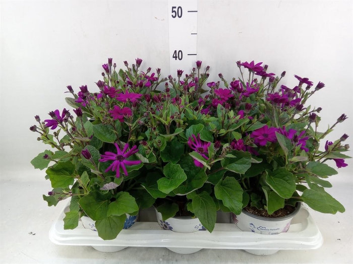 <h4>Pericallis cr. 'Mandala Magenta'</h4>