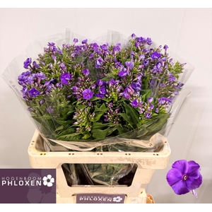 PHLOX P CRISSY