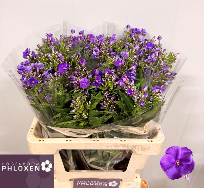 <h4>PHLOX P CRISSY</h4>