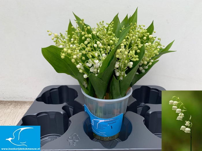 <h4>CONVALLARIA P ST</h4>