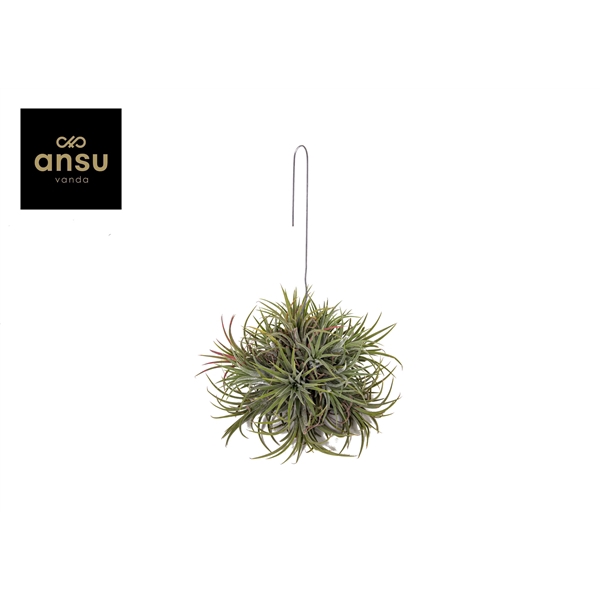 <h4>Tillandsia variés</h4>