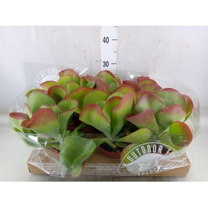 Kalanchoe NF thyrsiflora