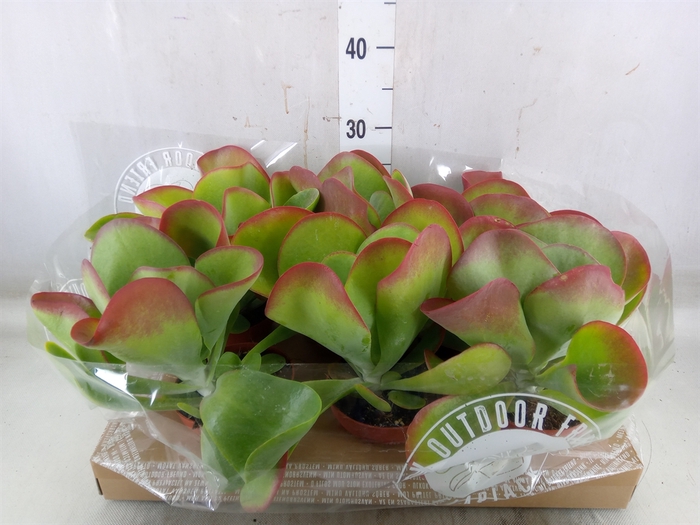 <h4>Kalanchoe NF thyrsiflora</h4>
