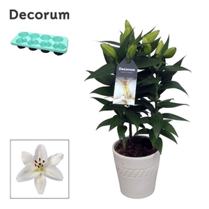 Lilium Or White 13cm keramiek BLUSH