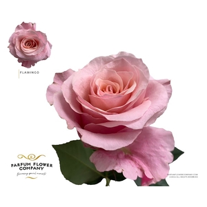 Rosa Premium Flamingo