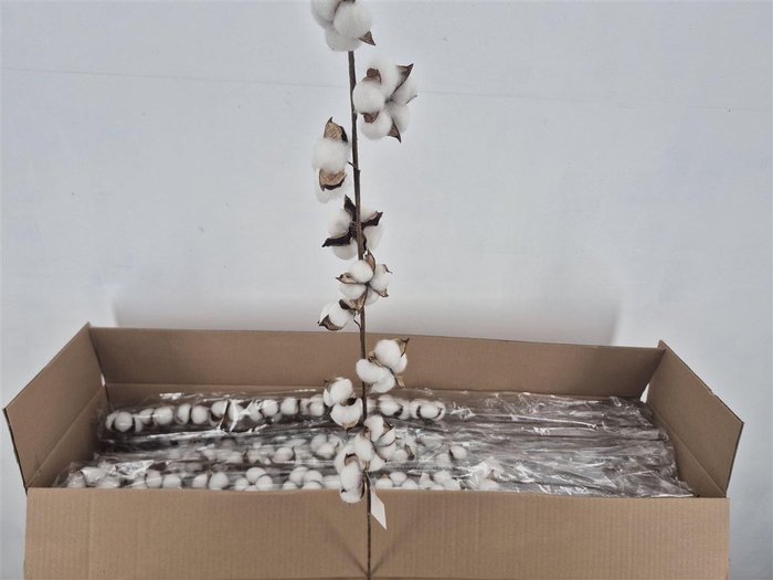 Dr Cotton White 90cm 10 Ball