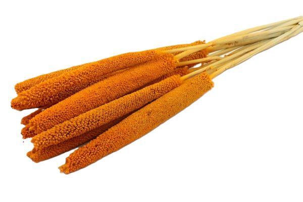 Bunch Babala 10 Pcs Slv L65