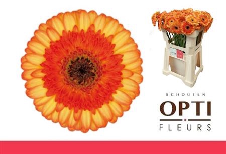 <h4>Ge Mi Colori</h4>