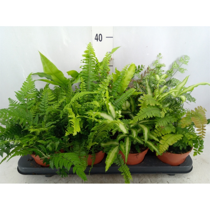 <h4>Ferns   ...mix</h4>