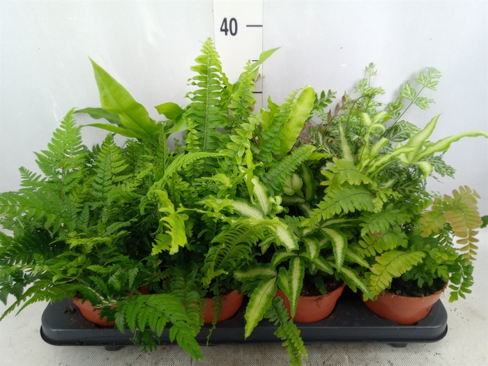 <h4>Ferns   ...mix</h4>