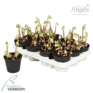 HELLEBORUS VERBOOM NIGER P9 2+