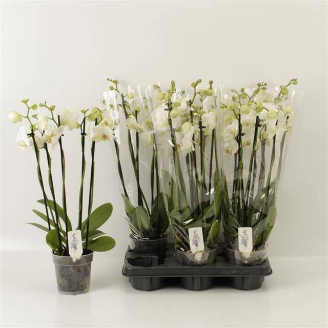 <h4>PHAL OV WIT</h4>