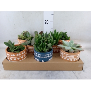 Succulents   ...