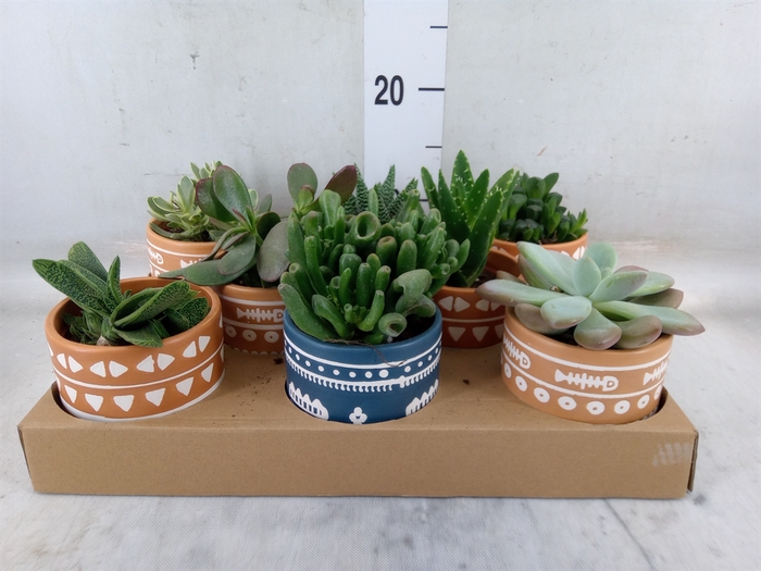 <h4>Succulents   ...</h4>