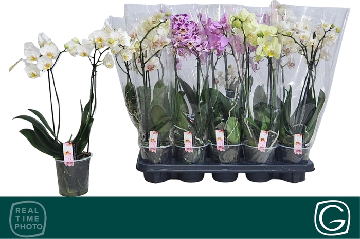 <h4>PHAL MF GEM 4 KL</h4>